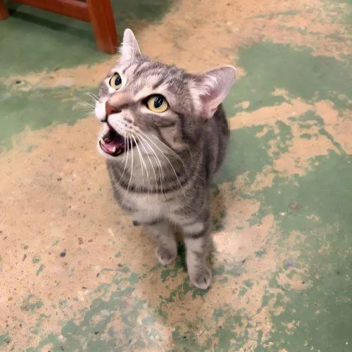 Marigold thumbnail 2