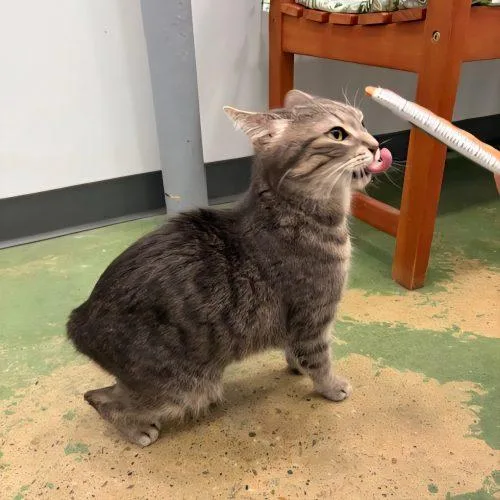 Marigold thumbnail 3