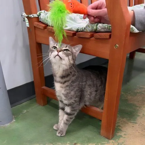 Marigold thumbnail 4