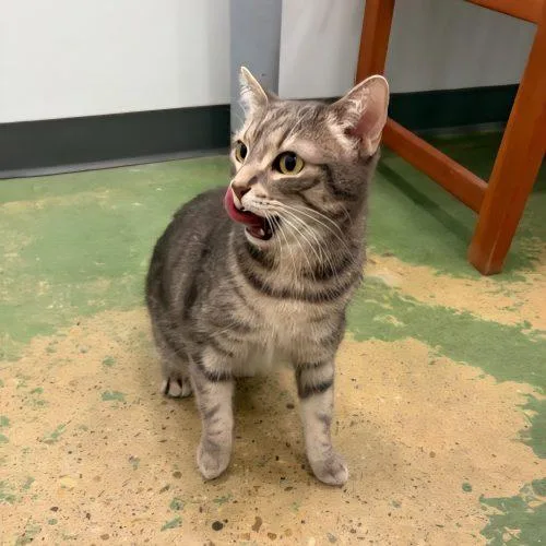 Marigold thumbnail 5