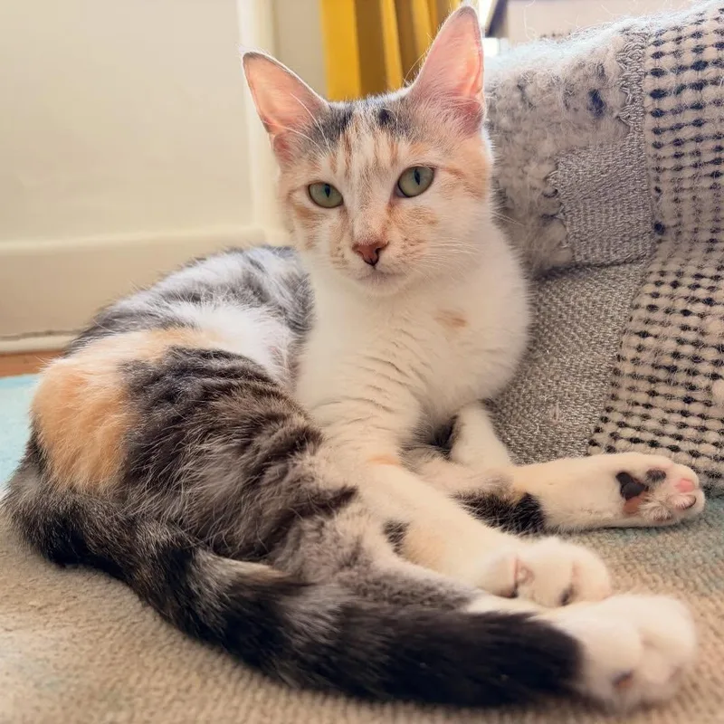 A young medium-sized female Calico Domestic Short Hair cat named Birdie for adoption in Chicago, IL