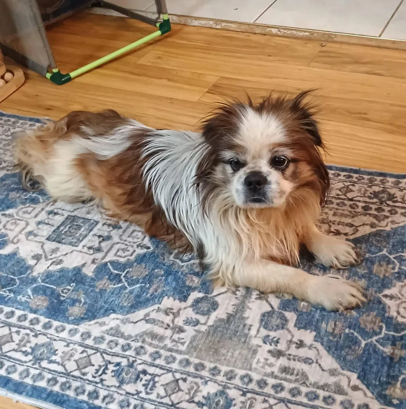 Rory  Super Snuggly! thumbnail 4