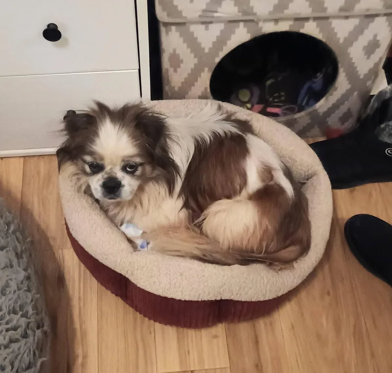 Rory  Super Snuggly! thumbnail 6