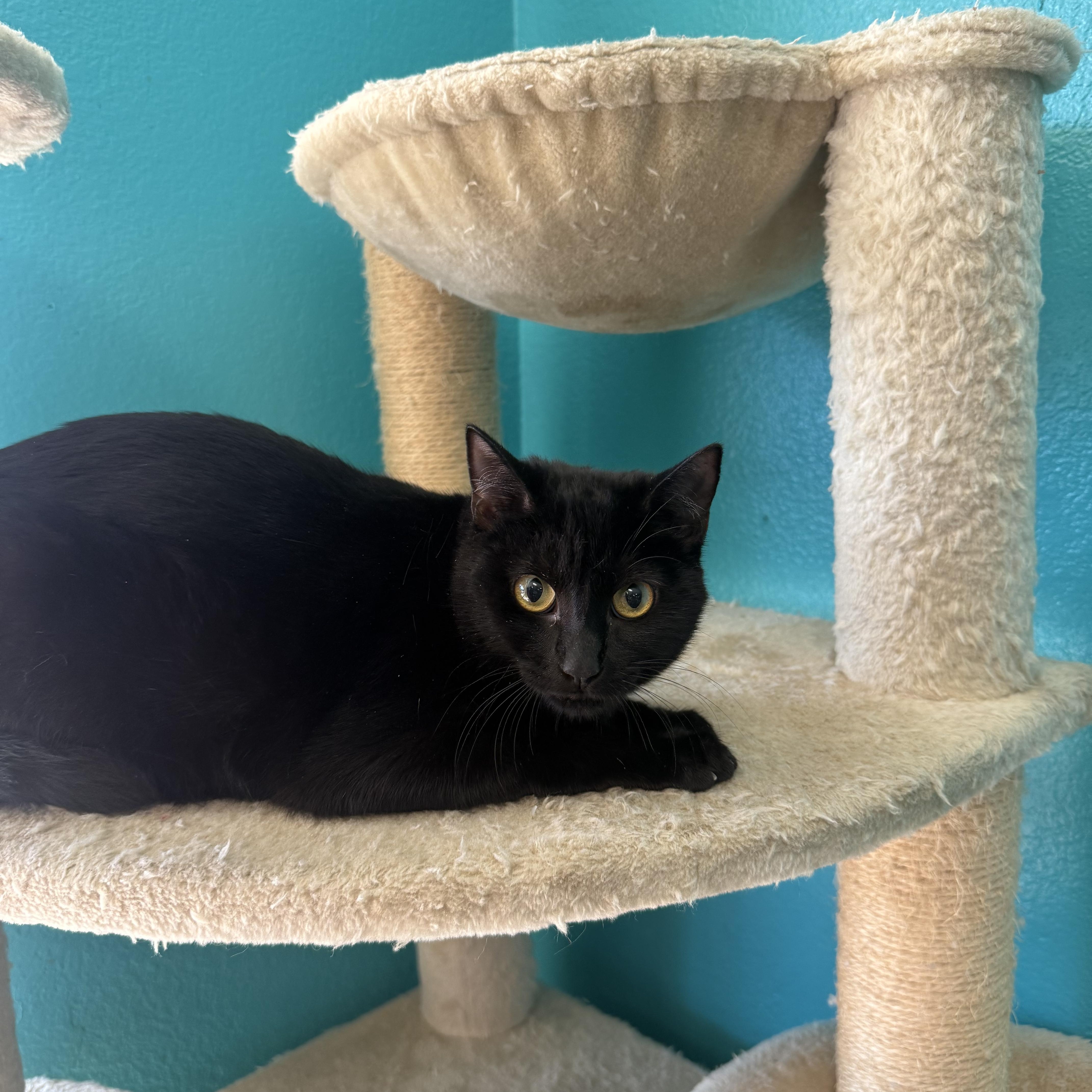 A young medium-sized female Black Domestic Short Hair cat named Miss Moxie for adoption in Chico, CA