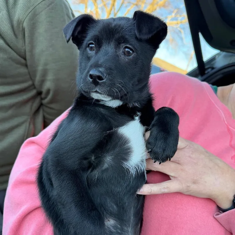 Black Jack thumbnail 2