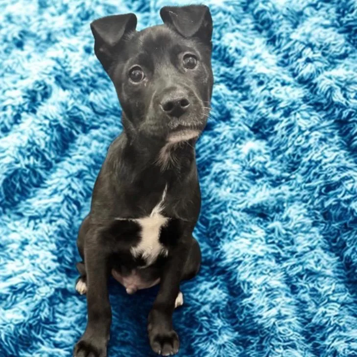 Black Jack thumbnail 3