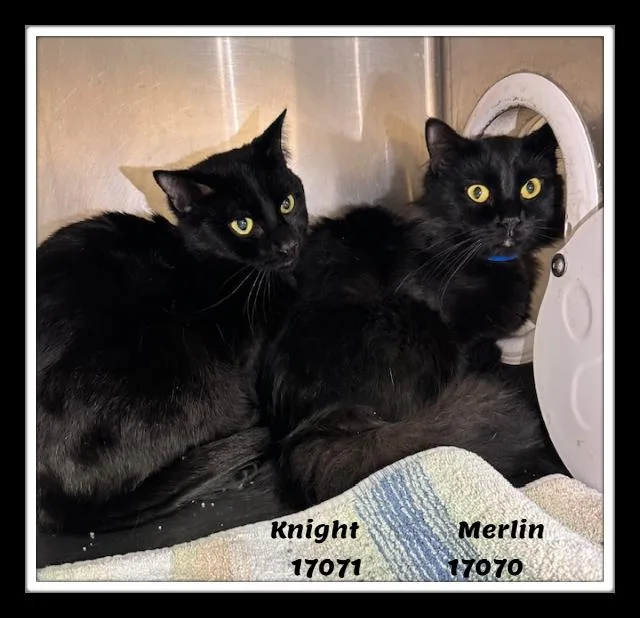 Knight See Also Merlin thumbnail 2