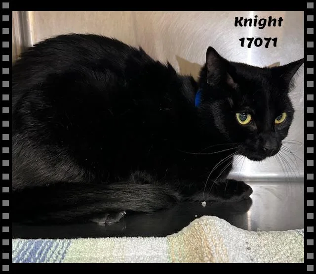 Knight See Also Merlin thumbnail 3