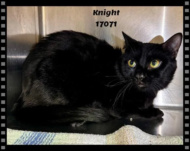 Knight See Also Merlin thumbnail 4