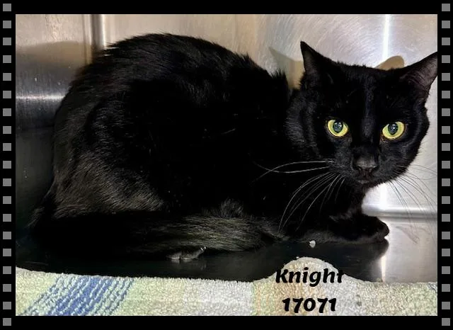 Knight See Also Merlin