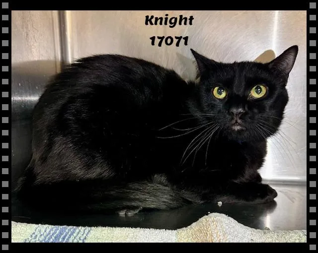 Knight See Also Merlin thumbnail 5