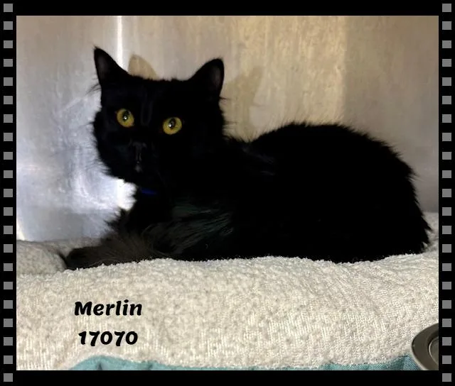 Merlin See Also Knight thumbnail 3