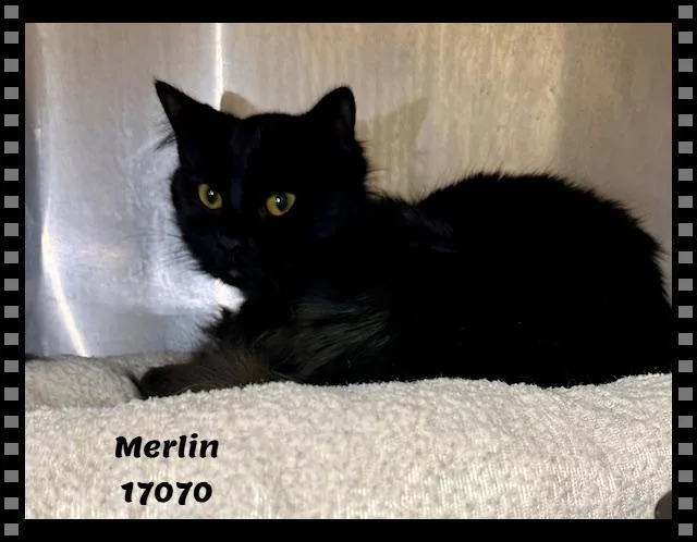 Merlin See Also Knight thumbnail 4