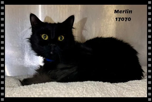 Merlin See Also Knight thumbnail 5