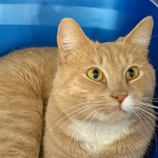 Pumpkin Pie thumbnail 2