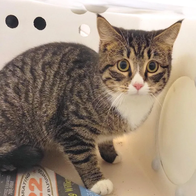 Peanut Butter And Jelly