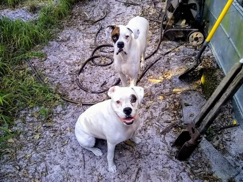 Sweetie Pie thumbnail 6