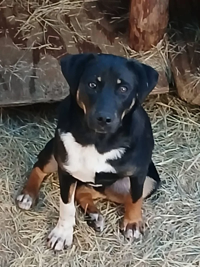 Keno Terrific thumbnail 3