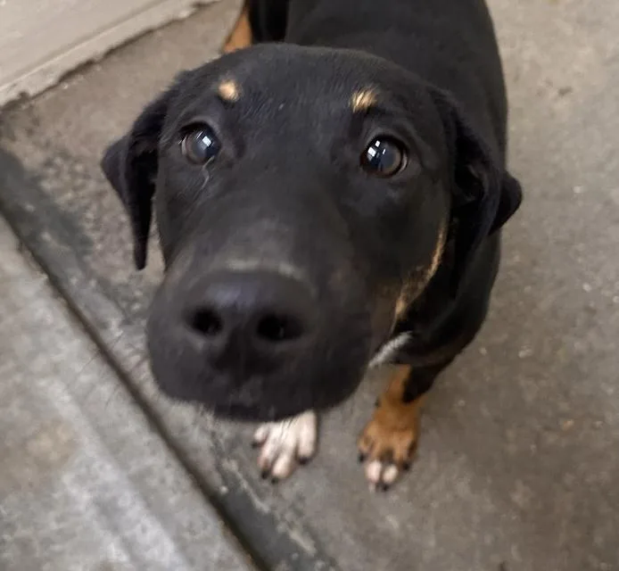 Keno Terrific thumbnail 6