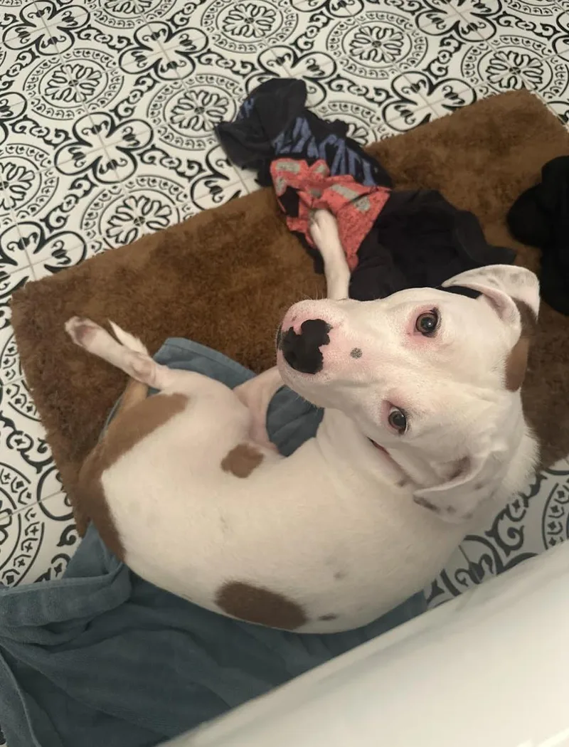 Oliver Diamond thumbnail 4