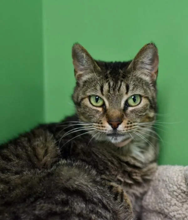 Sinderella thumbnail 2