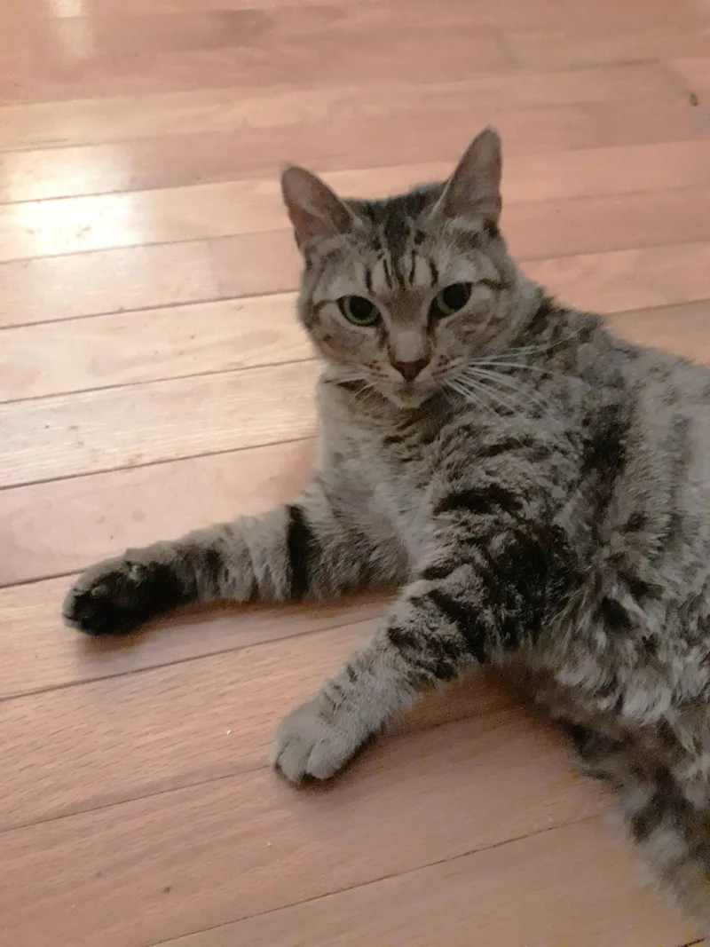 Sinderella thumbnail 4