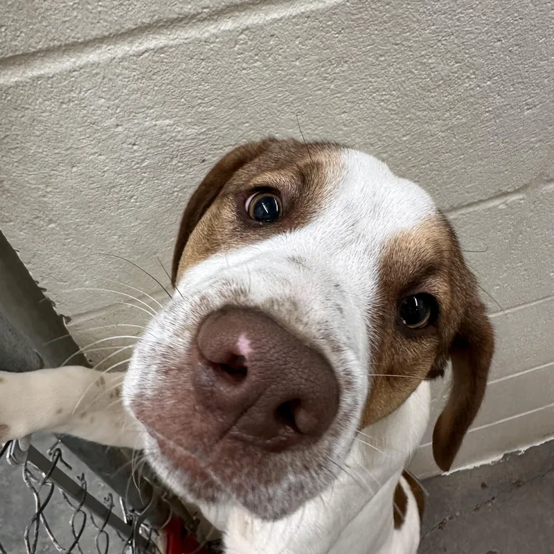 Tobias Terrific thumbnail 2