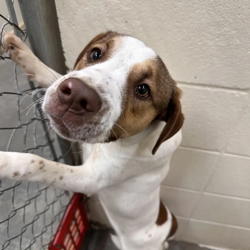 Tobias Terrific thumbnail 4