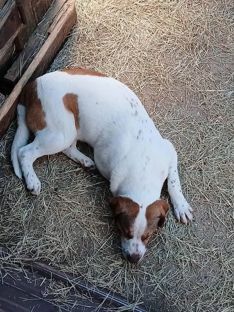 Tobias Terrific thumbnail 5