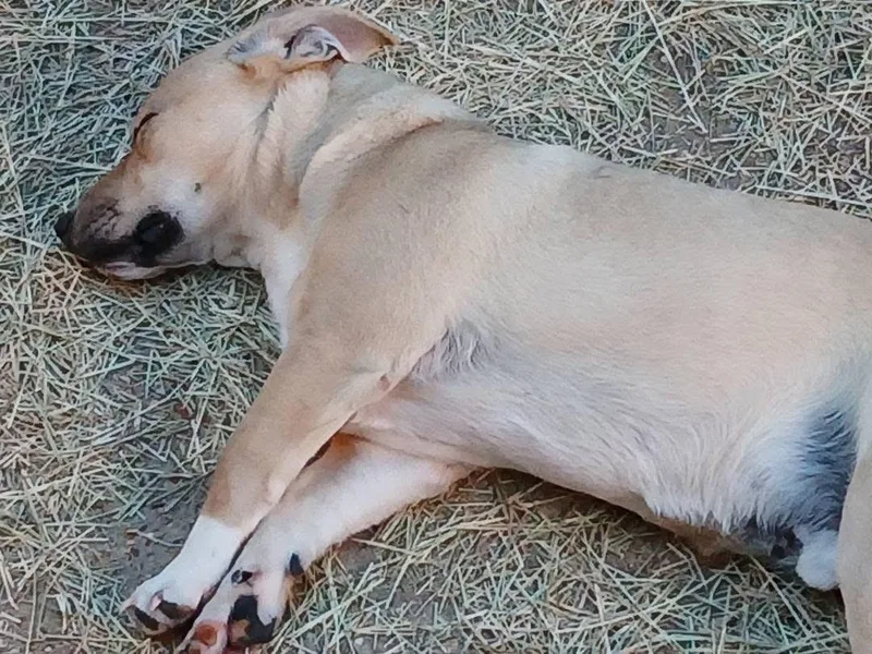 Zachariahs Terrific thumbnail 3