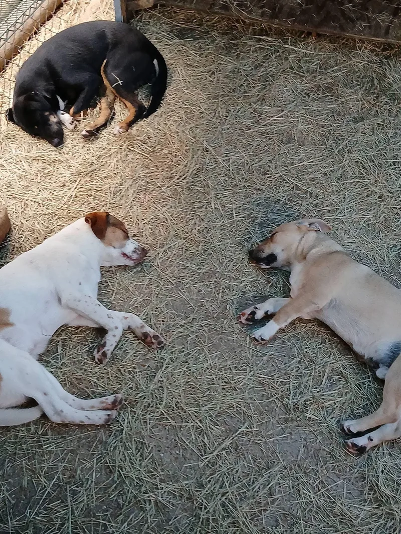 Zachariahs Terrific thumbnail 4