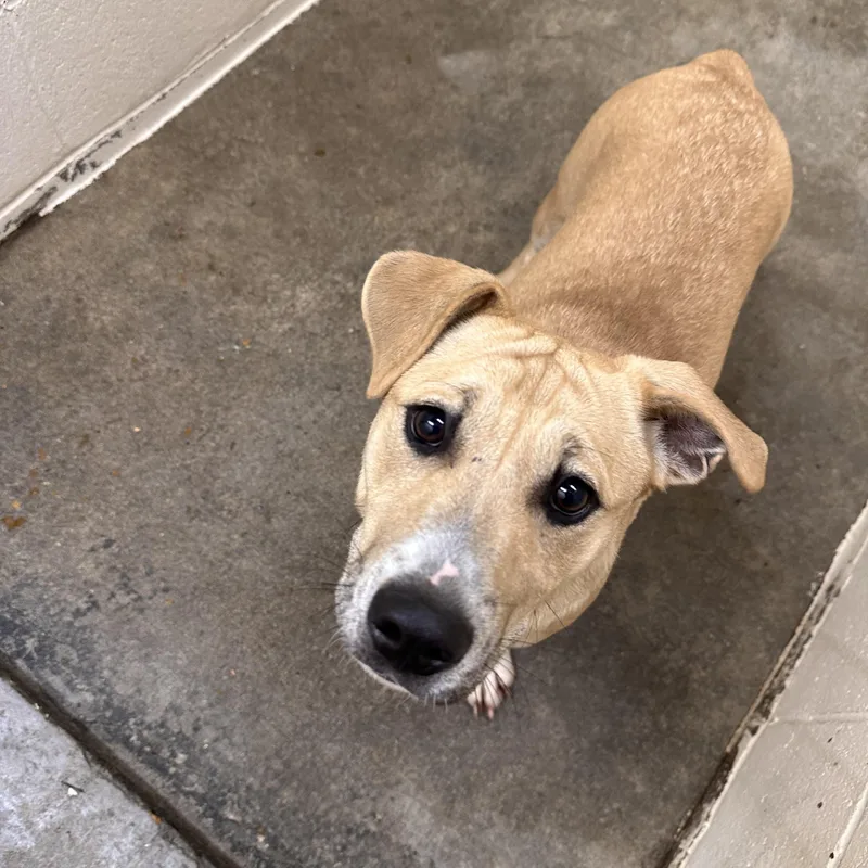 Zachariahs Terrific thumbnail 5