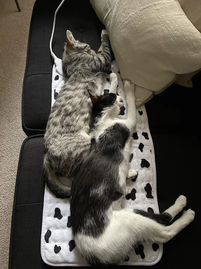 Truffle & Porcini thumbnail 2