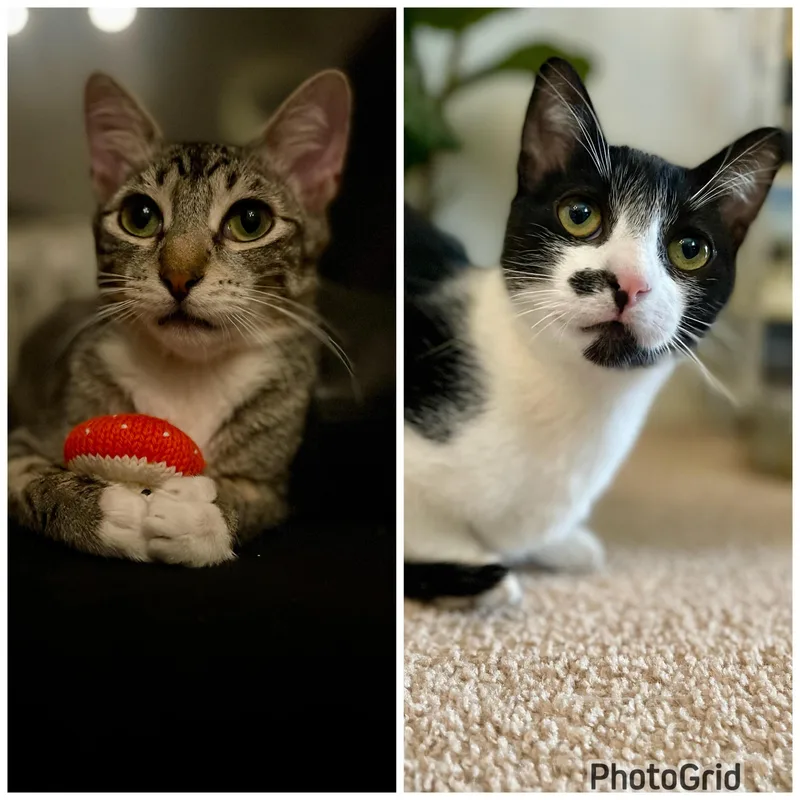 Truffle & Porcini thumbnail 3