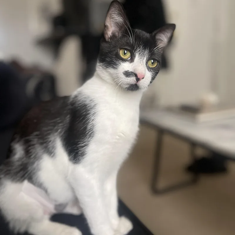 Truffle & Porcini thumbnail 4