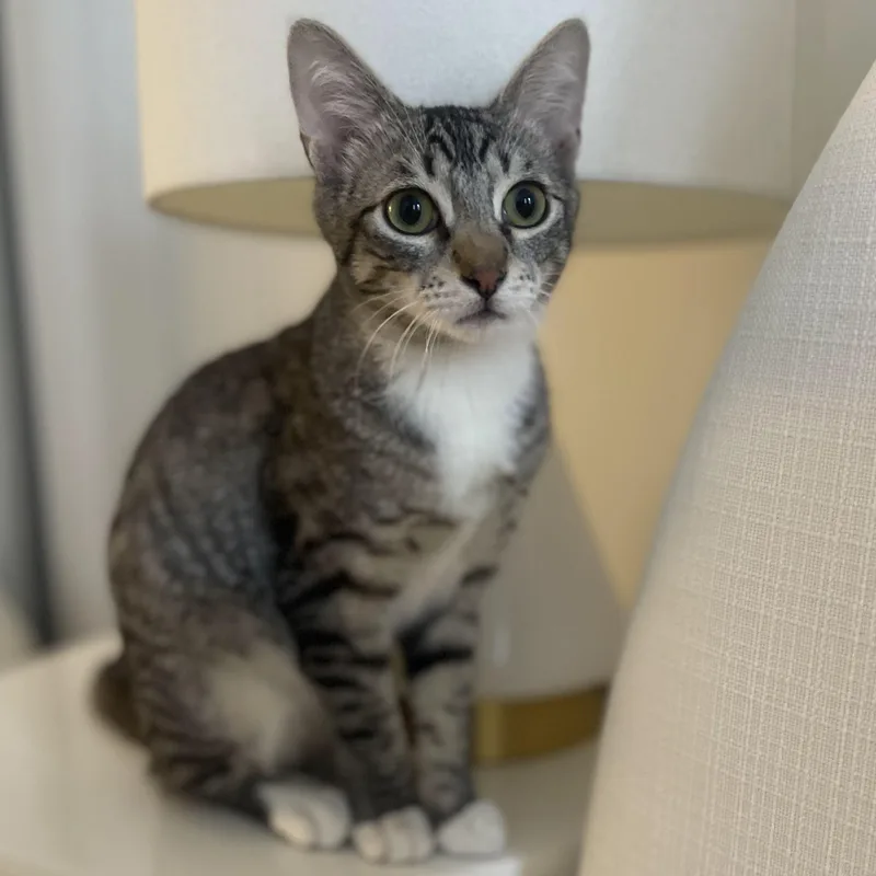 Truffle & Porcini thumbnail 5