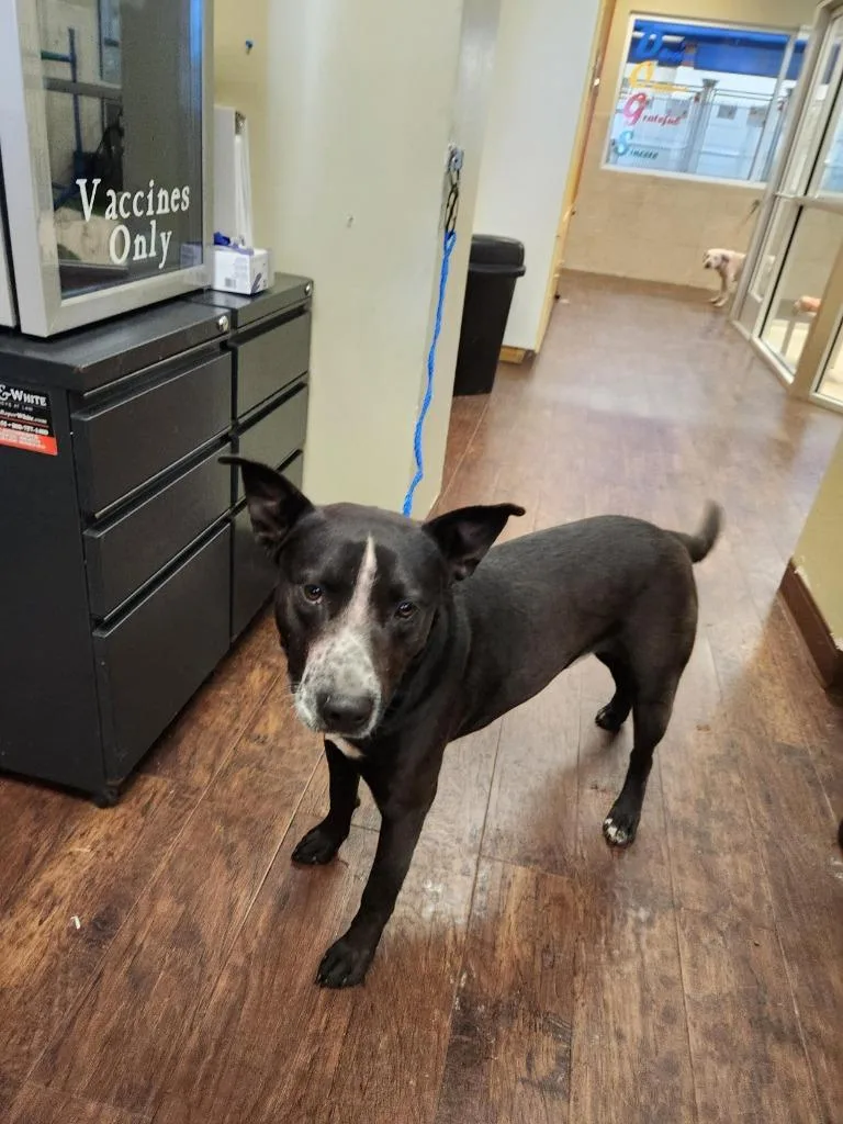 Dog Kennel  King thumbnail 2