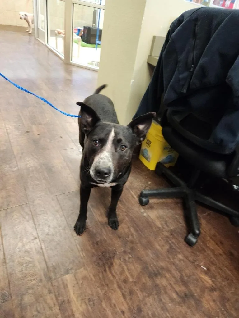 Dog Kennel  King thumbnail 3