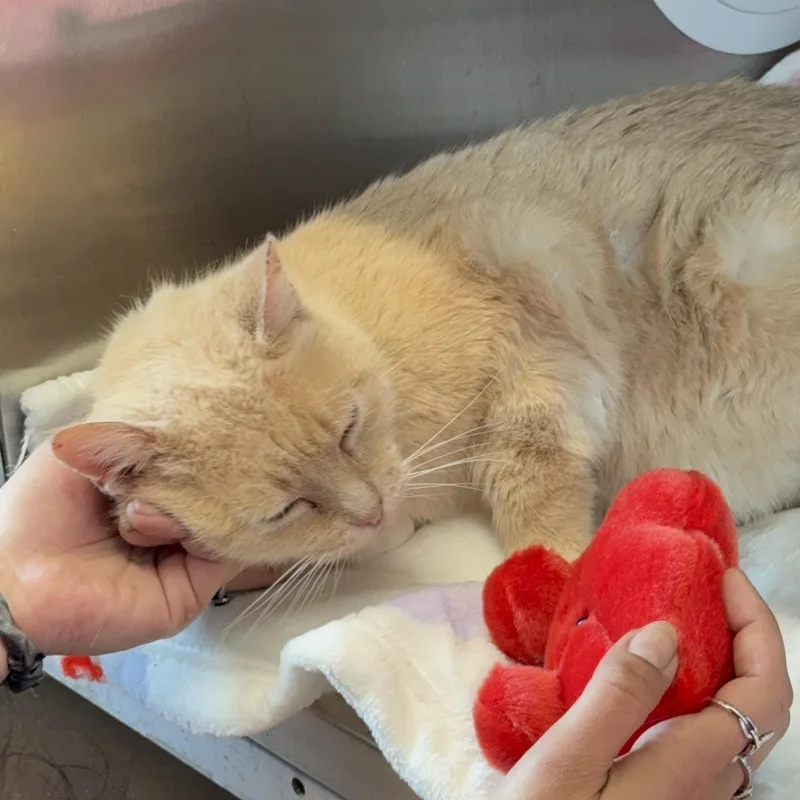 Speckles thumbnail 3