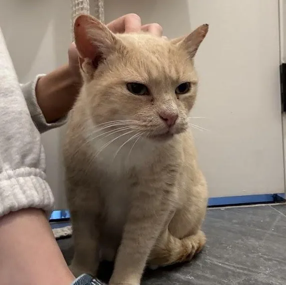 Speckles thumbnail 4