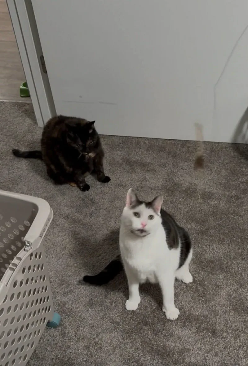 Stormy And Twister thumbnail 2