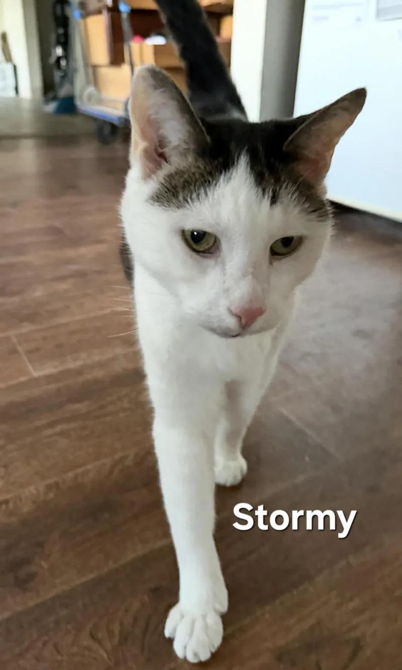 Stormy And Twister thumbnail 3