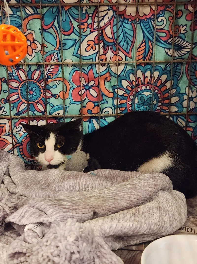 Meow Haven thumbnail 2