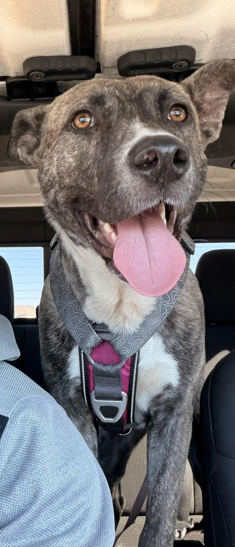 Jellybean thumbnail 2