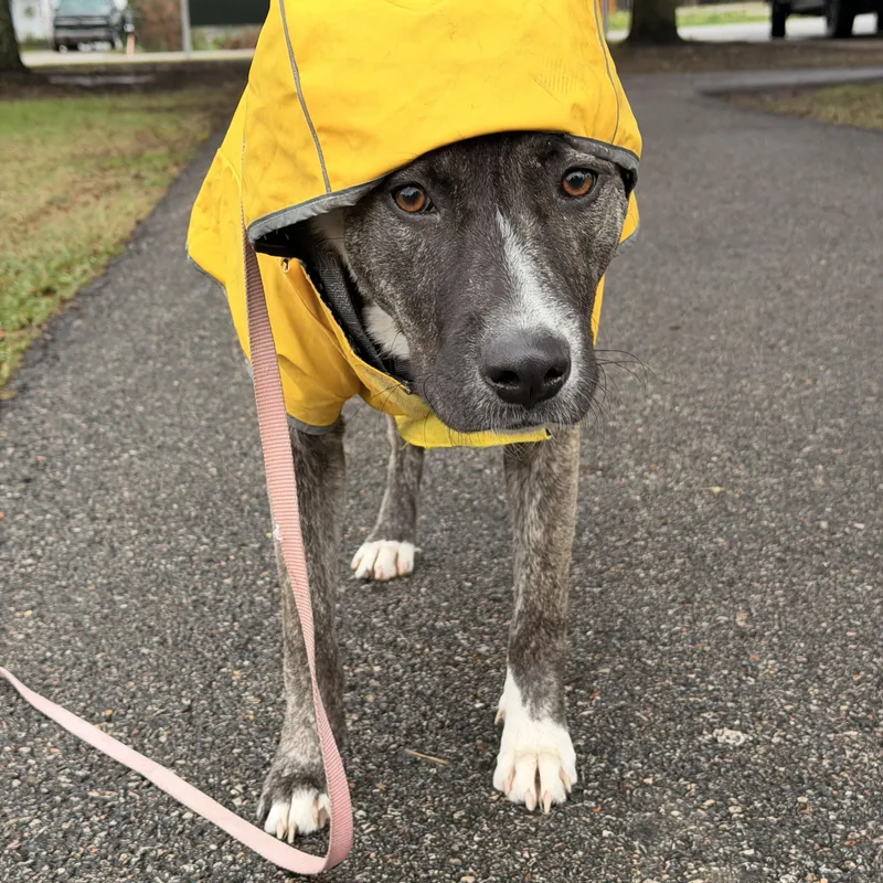 Jellybean thumbnail 3