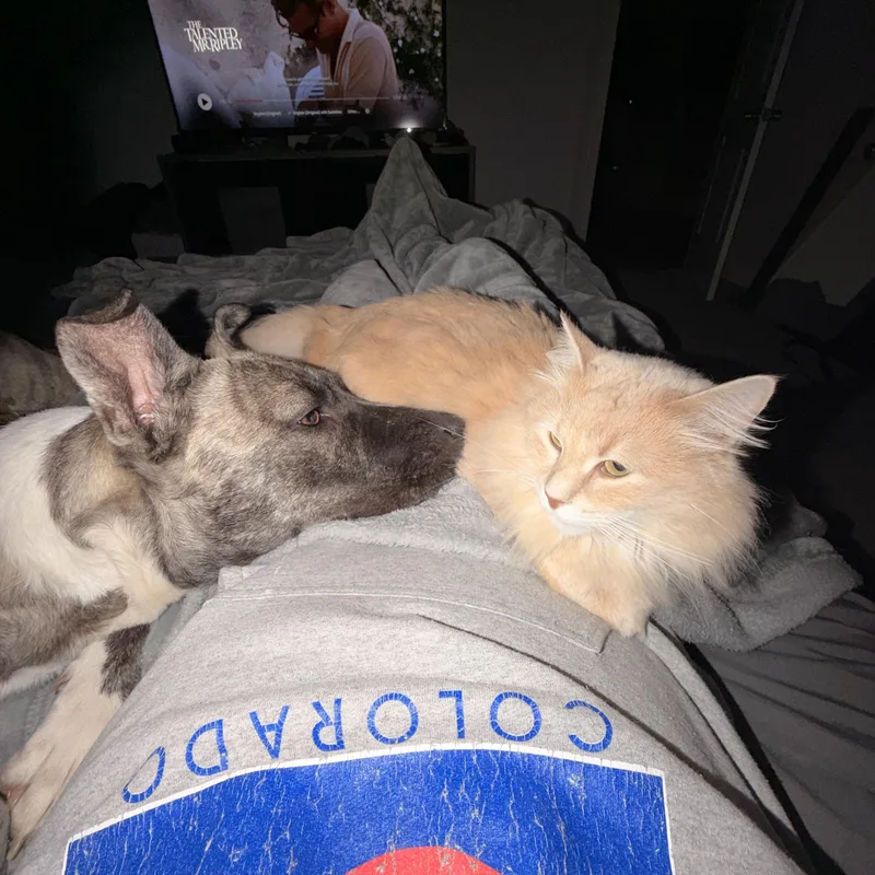 Jellybean thumbnail 4