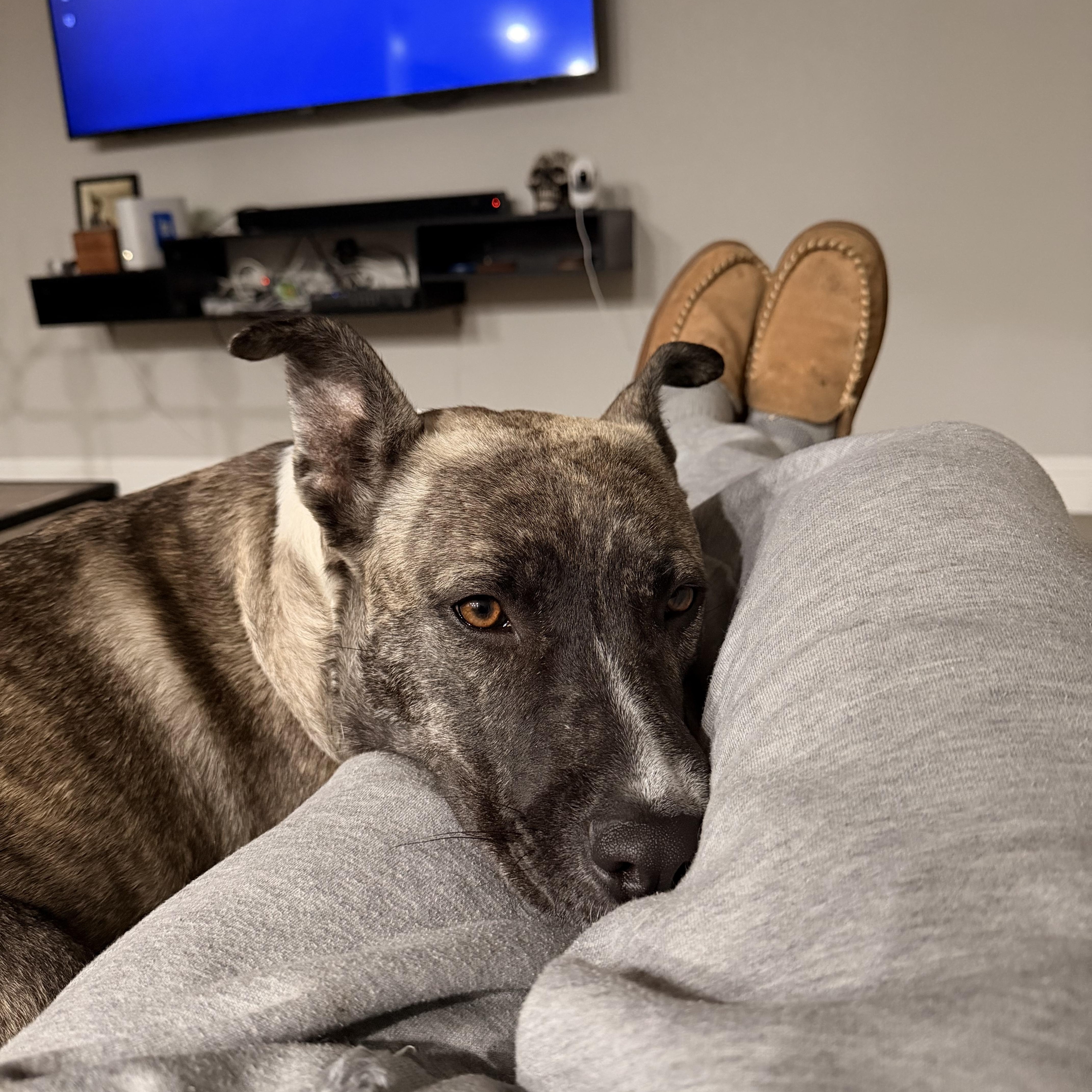 Jellybean thumbnail 5