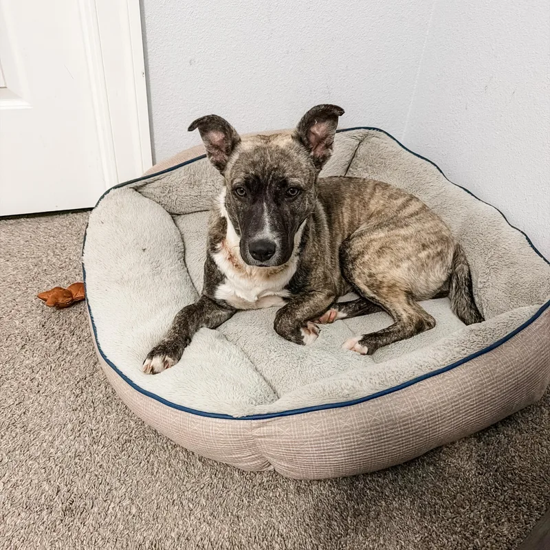 Jellybean thumbnail 6