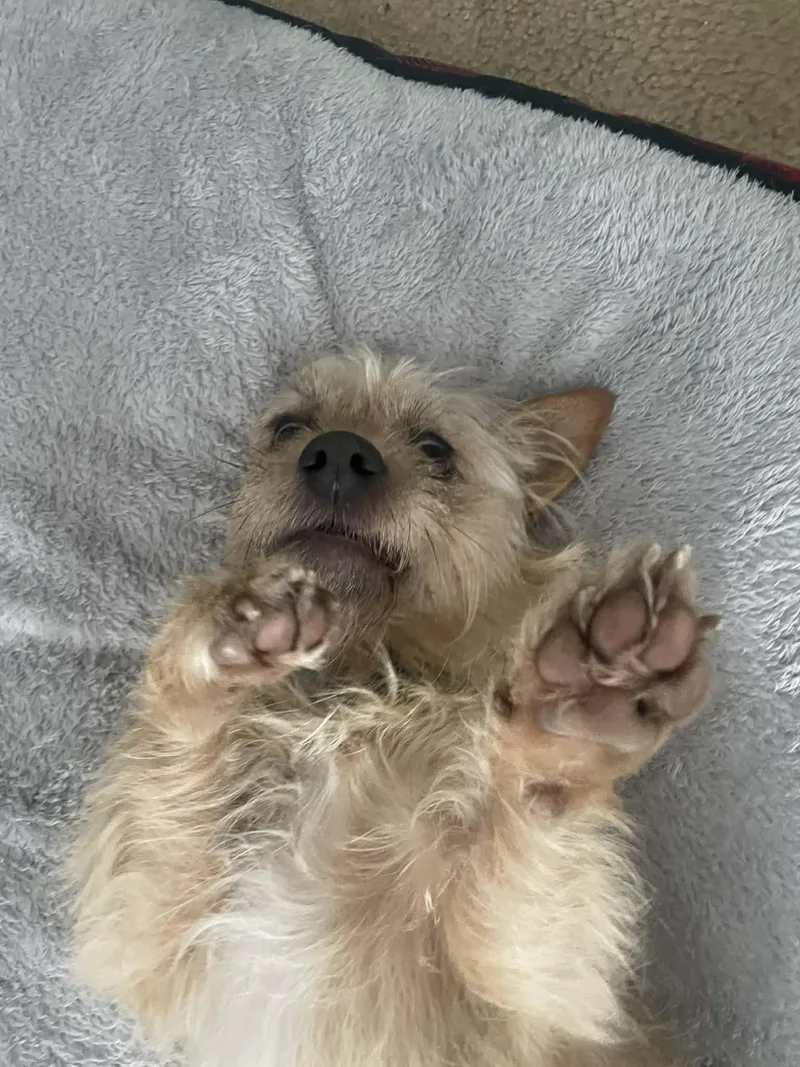 Little Oscar thumbnail 2