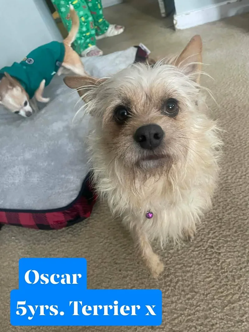 Little Oscar thumbnail 3
